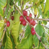 coffee fruit project thumbnail