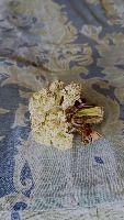 cauliflower segmentation project thumbnail