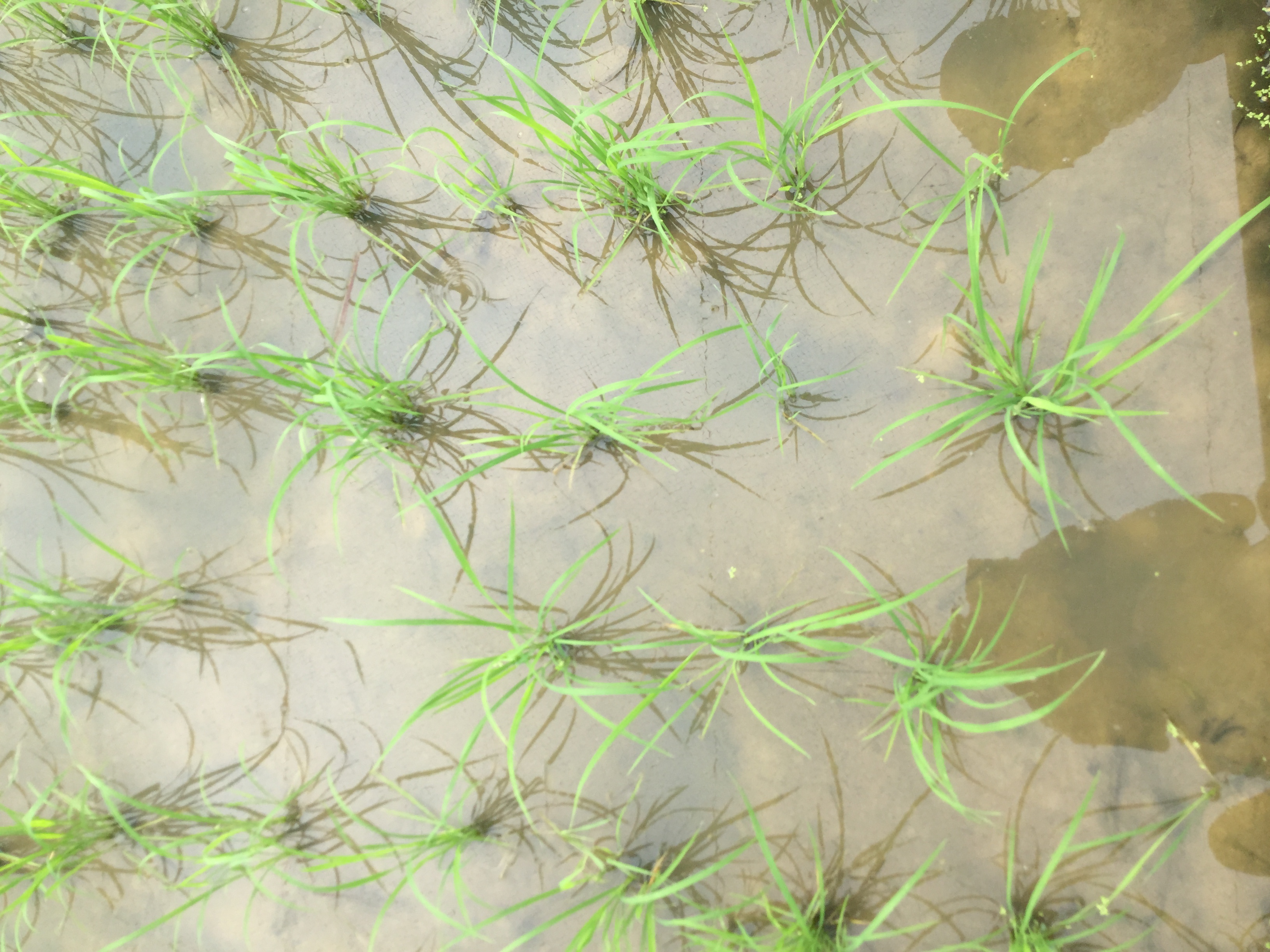 Rice Object Detection Dataset by lucy