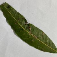Gall_Midge project thumbnail
