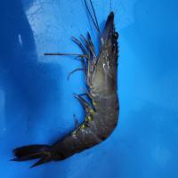 Prawn disease detection project thumbnail