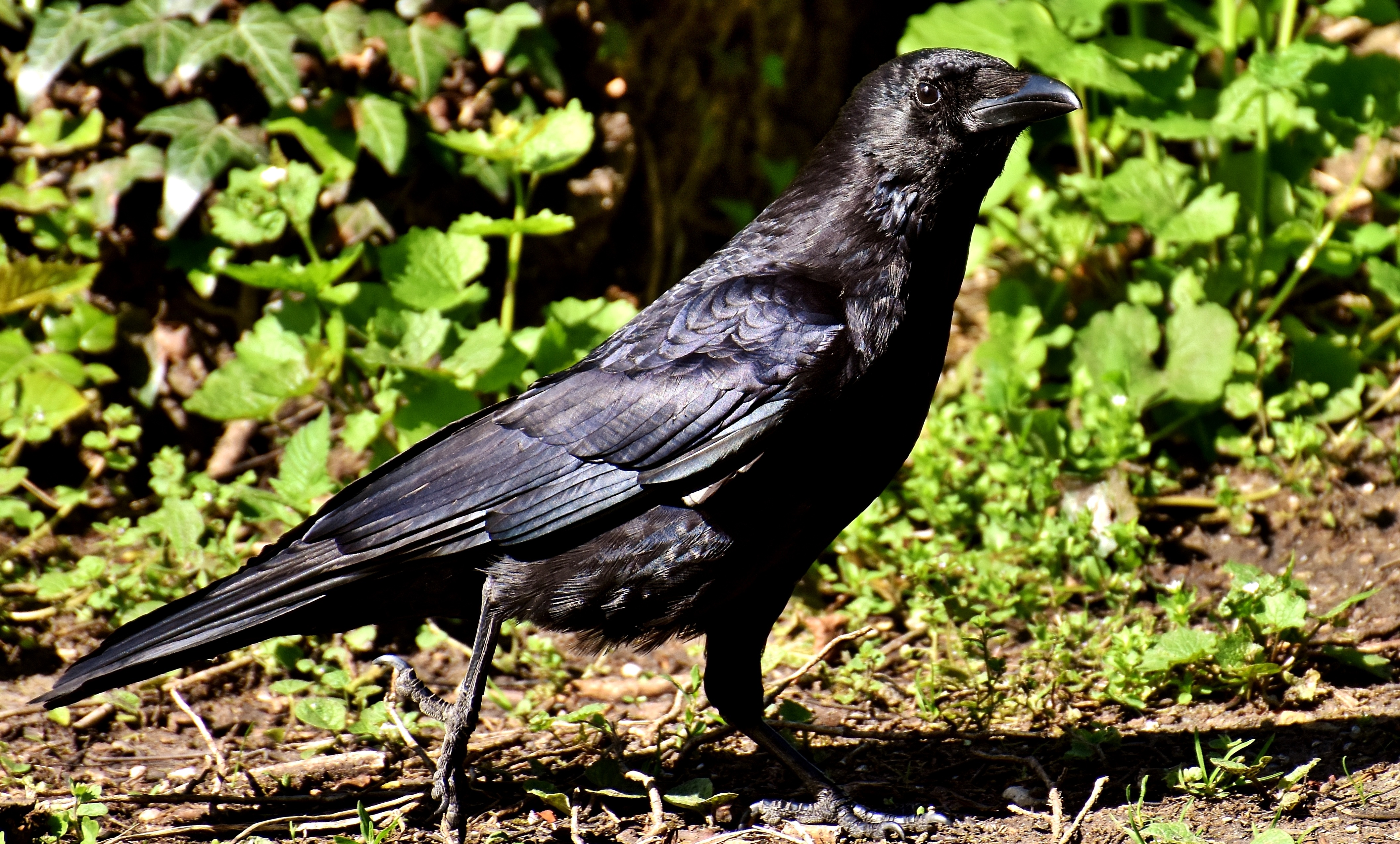 bird classification Object Detection Model by project-l8xmo