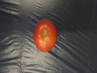TOMATO 123 project thumbnail