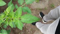 Tomato Leaf Disease Detection project thumbnail