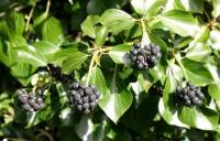 Ivy_berries project thumbnail