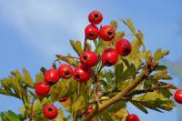 Berries_identification project thumbnail