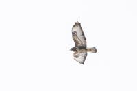Buzzard (A-D) project thumbnail