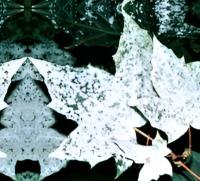 COTTON DISEASE DETECTION project thumbnail