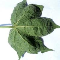 6 class cotton disease and pest project thumbnail