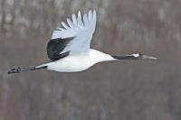birds_dataset project thumbnail