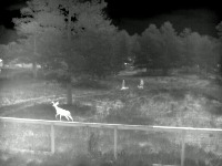 thermal_animal_human project thumbnail