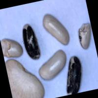 White Beans Task 2 Segmentation project thumbnail