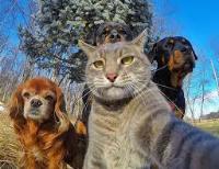 Dog project thumbnail