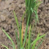 3_Rice Leaf Disease Dataset project thumbnail