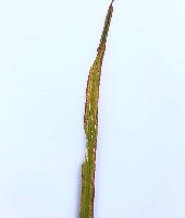 Rice-Leaf-Diseases project thumbnail