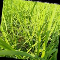 v4_Rice Leaf Disease project thumbnail
