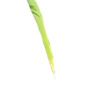 Rice Leaf Disease Dataset project thumbnail