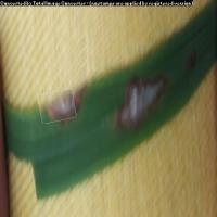 Tes4_Rice Leaf Disease Dataset project thumbnail