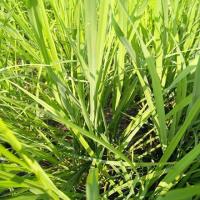 v2_Rice Leaf Disease project thumbnail