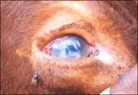 Disease project thumbnail
