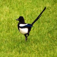 bird-11 project thumbnail