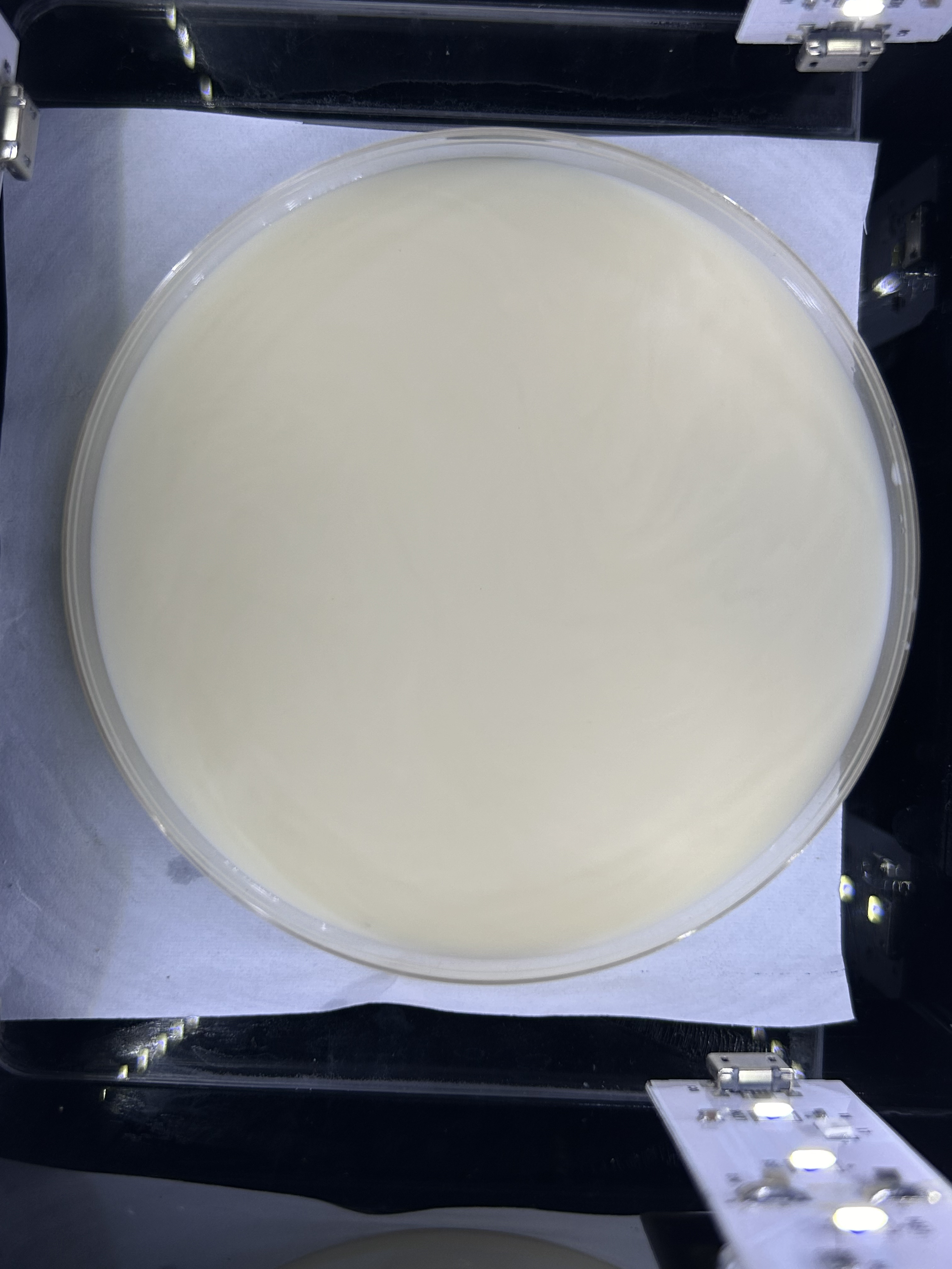 milk_skripsi Classification Dataset by brynich