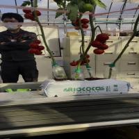 tomato_sam_seg project thumbnail