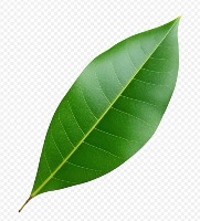 leaf project thumbnail