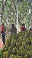 Durian Count project thumbnail