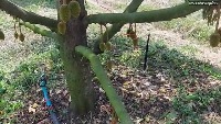 Durian Project project thumbnail