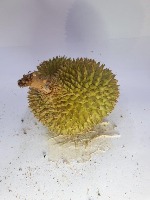 Durian  project thumbnail