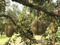 durian project thumbnail
