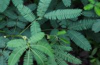 weeds-detection project thumbnail