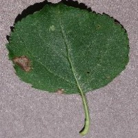Leaf Disease Detector project thumbnail