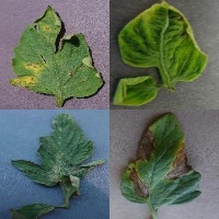 Dataset Image