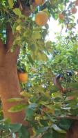 Fruit Map  project thumbnail