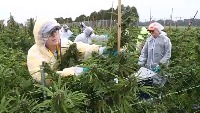 weed detection project thumbnail