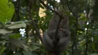 monkey detection  project thumbnail