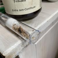 Ant brood project thumbnail