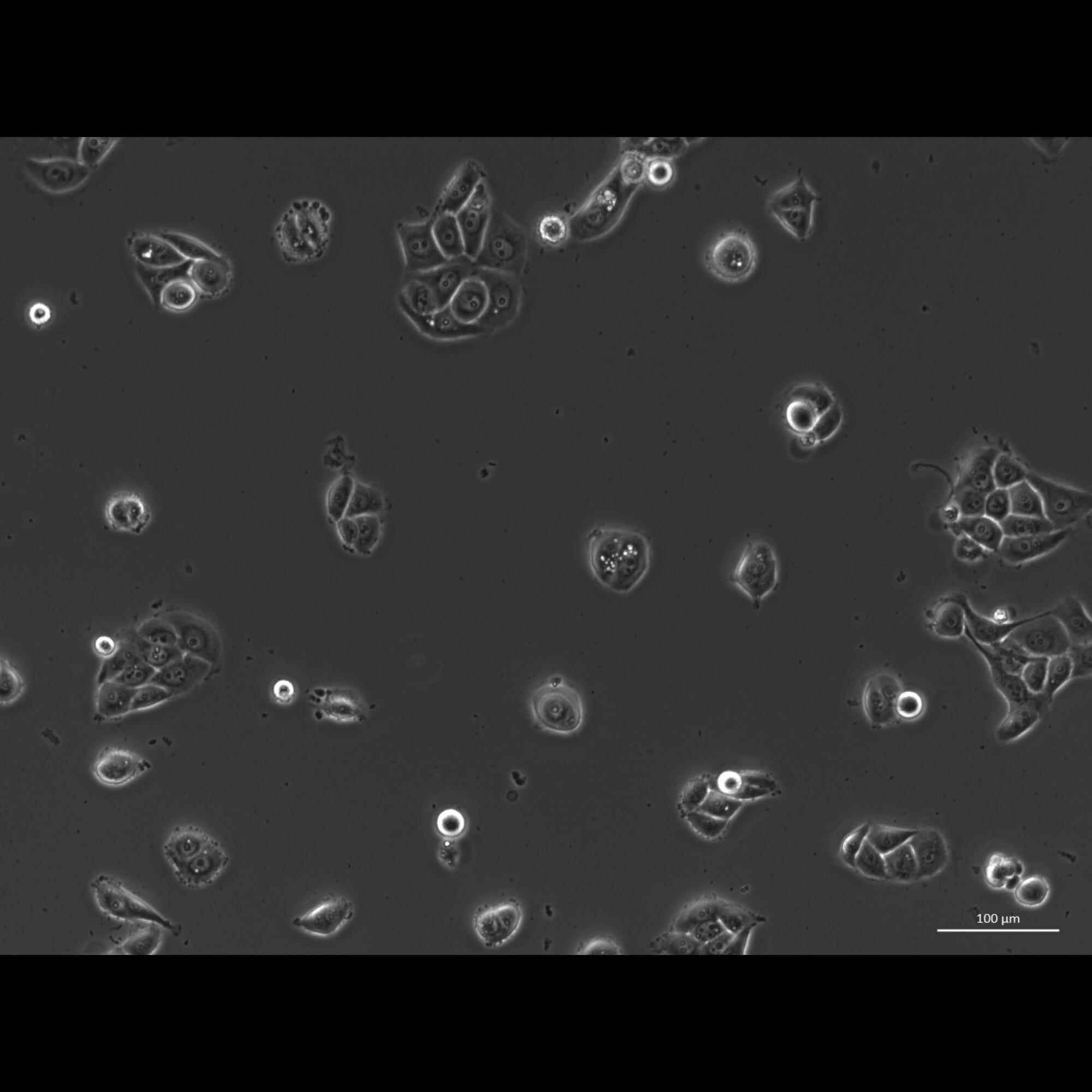 How to Use the cells Object Detection API