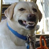 dog project thumbnail
