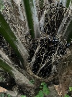 PalmsCoconuts project thumbnail
