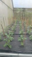 deteksi-kelayuan-potato project thumbnail
