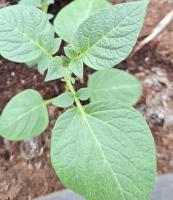 potato-growth-2 project thumbnail