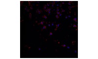 tcell project thumbnail