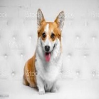 dogs project thumbnail