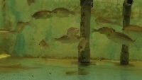 fish_abnormal project thumbnail
