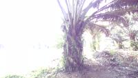 Palm Tree Phyllotaxy project thumbnail