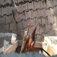 Poultry Merged Kaggle+RoboFlow project thumbnail