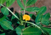 Crops Detect project thumbnail